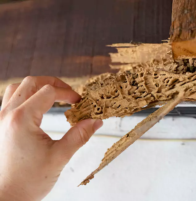 Why Choose Montclair Pest Control Pro in Montclair, NJ?