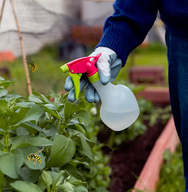 Why Montclair Homeowners Choose Montclair Pest Control Pro for Honey Bee Removal?