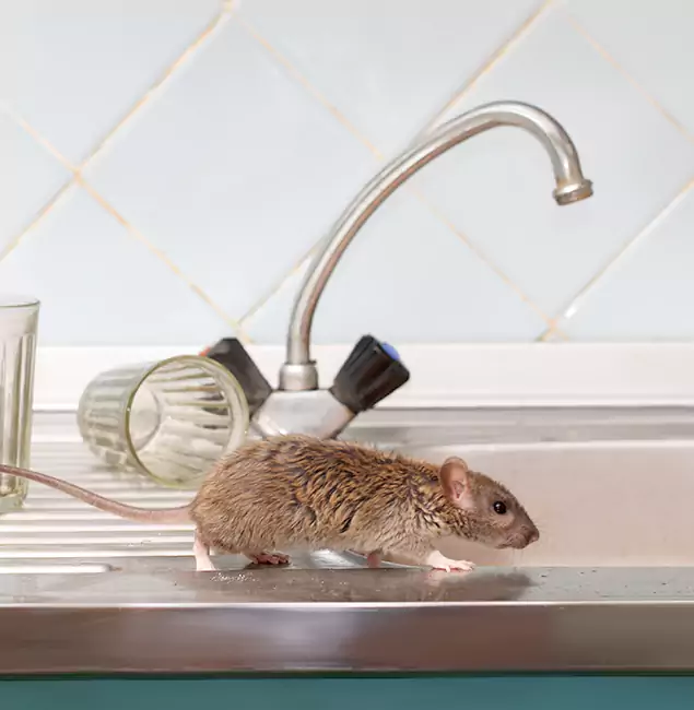 Why Montclair, NJ Trusts Montclair Pest Control Pro for Humane Rodent Control?