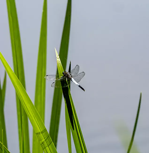 Why Montclair Families Trust Montclair Pest Control Pro for Mosquito Prevention?