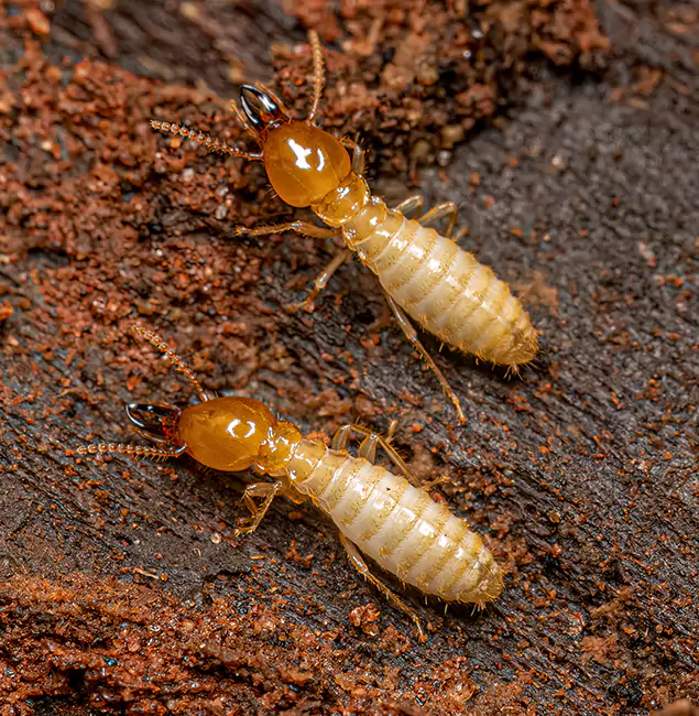 Why Choose Montclair Pest Control Pro for Termite Treatment Without Tenting in Montclair, NJ?