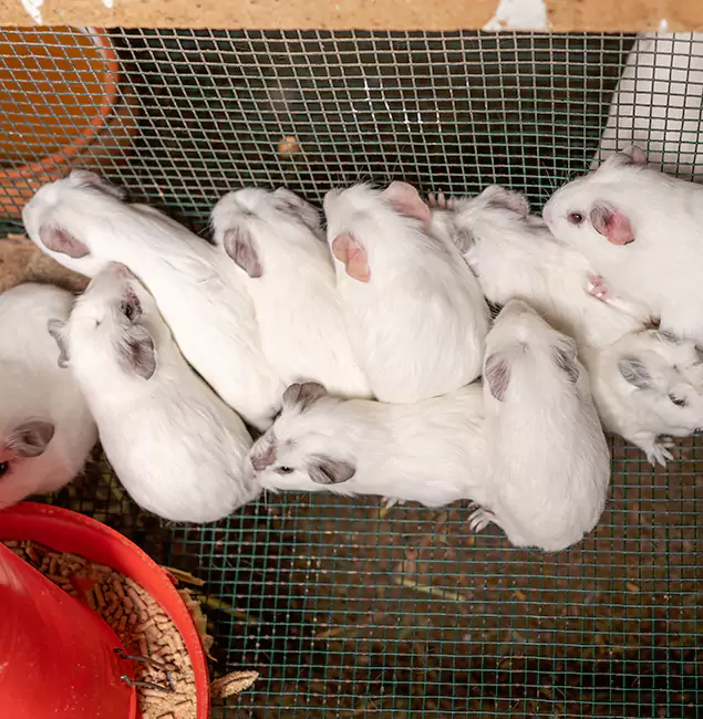 Why Choose Montclair Pest Control Pro for Rat Infestation in Montclair, NJ?