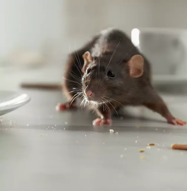Why Montclair, NJ Trusts Montclair Pest Control Pro for Rodent Prevention?