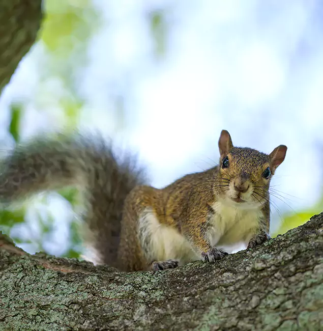 Why Montclair, NJ Relies on Montclair Pest Control Pro for Squirrel Pest Control?