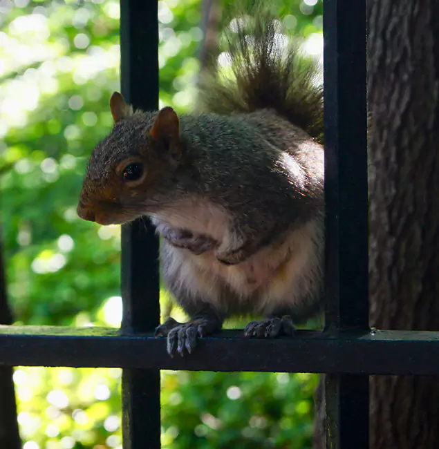 Why Montclair, NJ Chooses Montclair Pest Control Pro for Squirrel Removal?