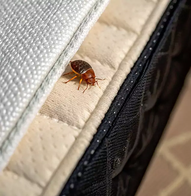 Why Montclair Homeowners Trust Montclair Pest Control Pro for Tick Treatment?