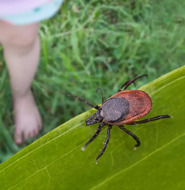 Why Montclair Homeowners Choose Montclair Pest Control Pro for Tick Extermination?