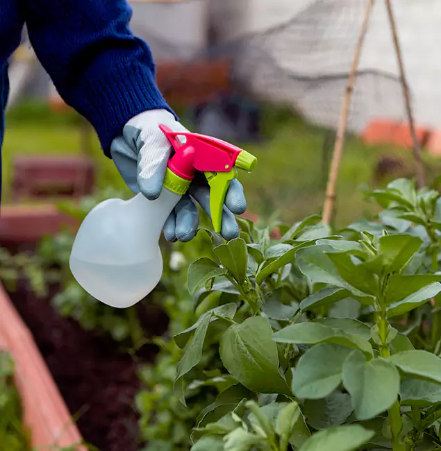 Why Montclair Relies on Montclair Pest Control Pro for Wasp Control Services?