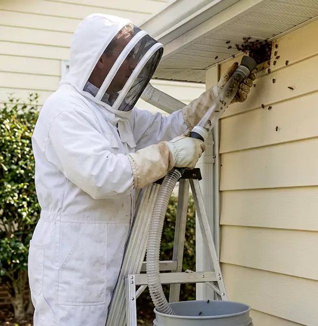 Why Montclair Trusts Montclair Pest Control Pro for Wasp Control?