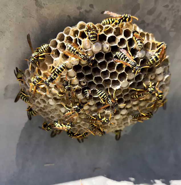 Why Montclair Chooses Montclair Pest Control Pro for Wasp Control Services?