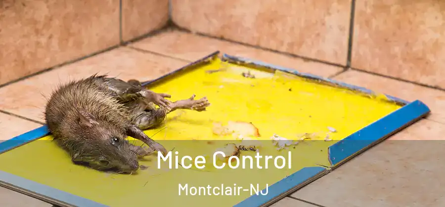 Mice Control Montclair-NJ
