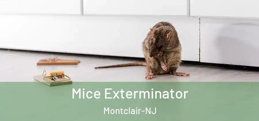 Mice Exterminator Montclair-NJ