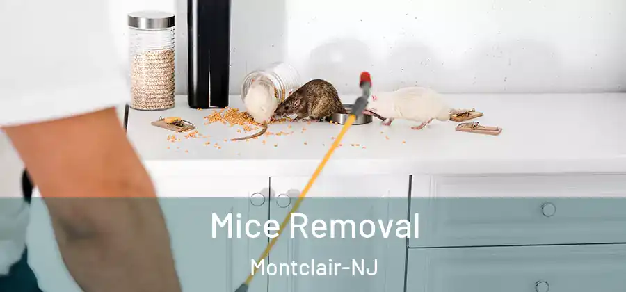 Mice Removal Montclair-NJ