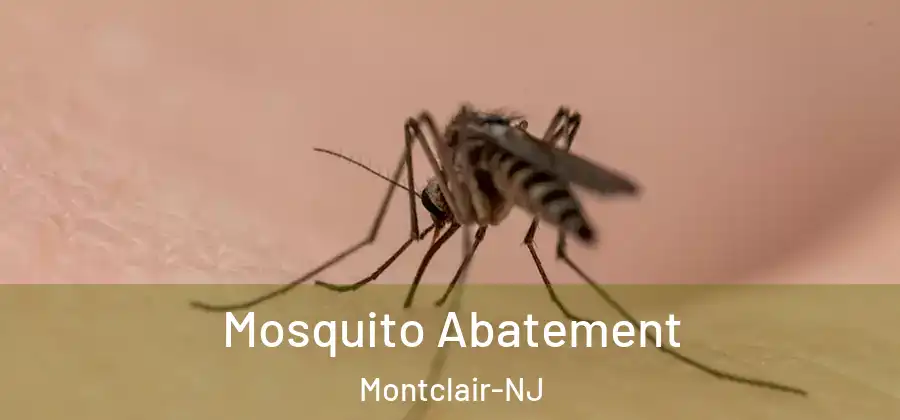  Mosquito Abatement Montclair-NJ