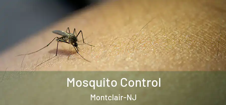 Mosquito Control Montclair-NJ
