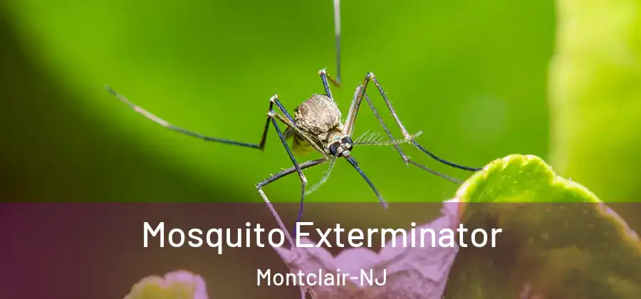  Mosquito Exterminator Montclair-NJ
