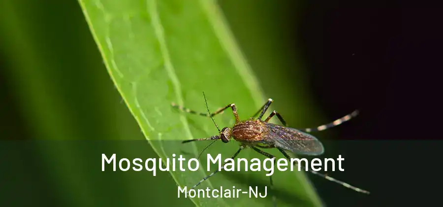 Mosquito Management Montclair-NJ