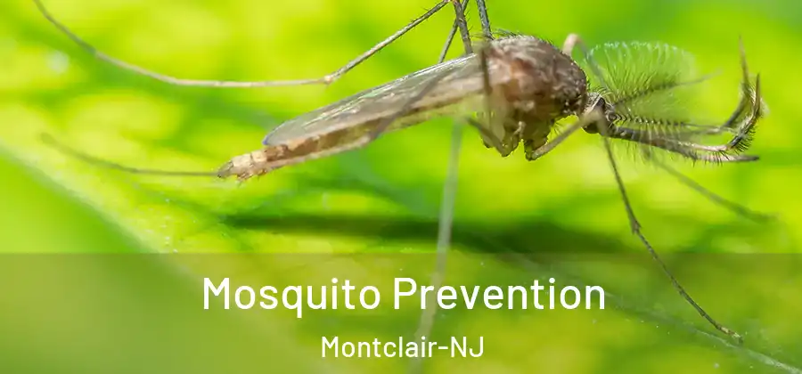 Mosquito Prevention Montclair-NJ