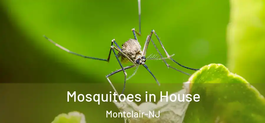  Mosquitoes in House Montclair-NJ