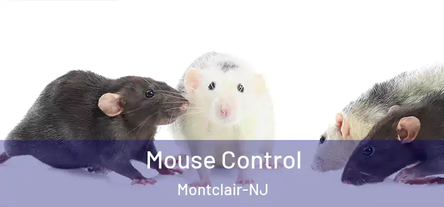 Mouse Control Montclair-NJ