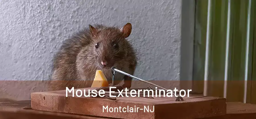  Mouse Exterminator Montclair-NJ