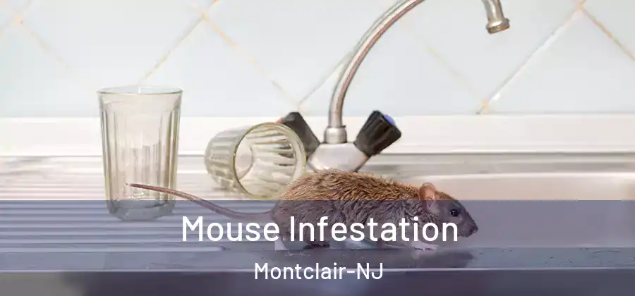 Mouse Infestation Montclair-NJ