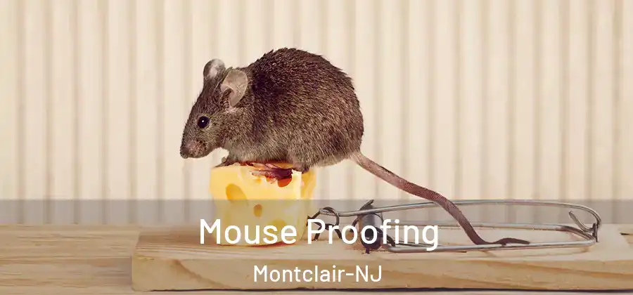 Mouse Proofing Montclair-NJ