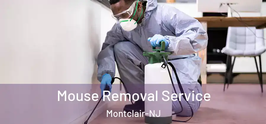 Mouse Removal Service Montclair-NJ