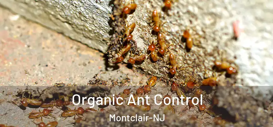 Organic Ant Control Montclair-NJ