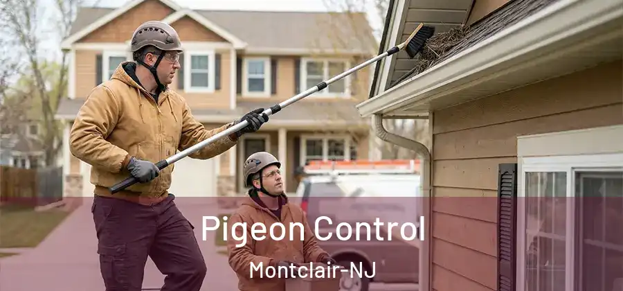 Pigeon Control Montclair-NJ