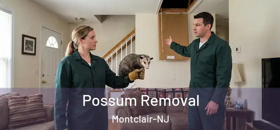 Possum Removal Montclair-NJ