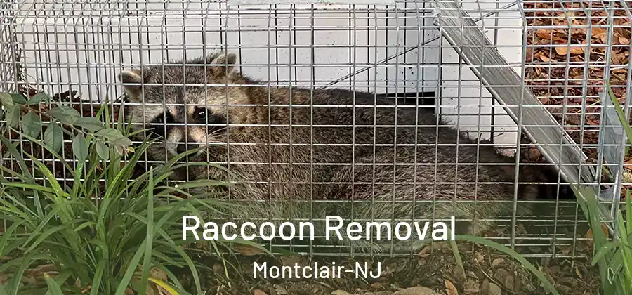  Raccoon Removal Montclair-NJ