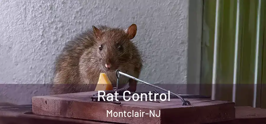 Rat Control Montclair-NJ