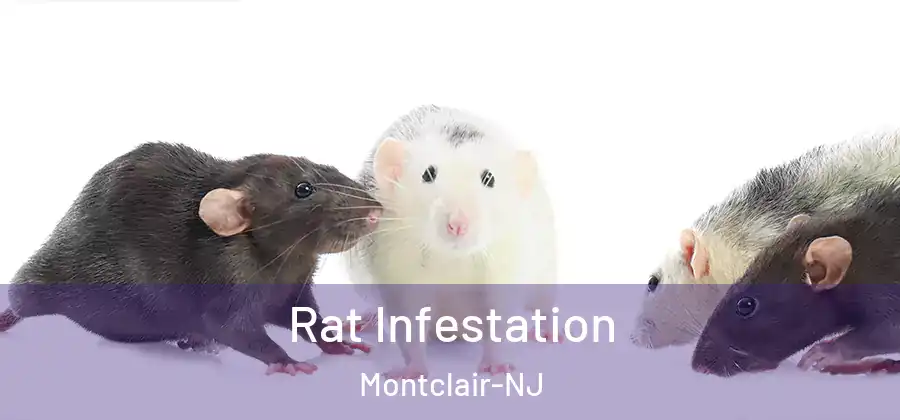 Rat Infestation Montclair-NJ