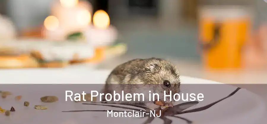 Rat Problem in House Montclair-NJ