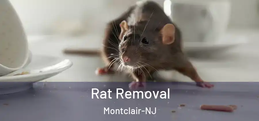 Rat Removal Montclair-NJ