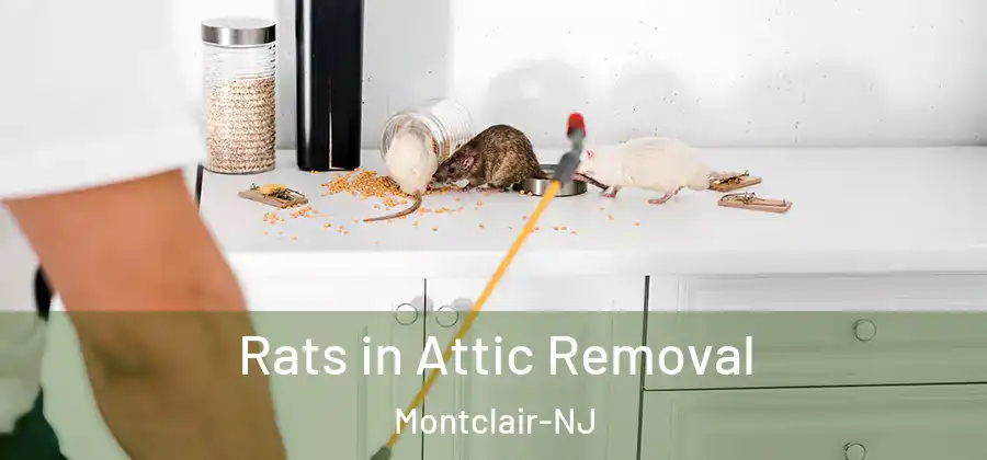  Rats in Attic Removal Montclair-NJ