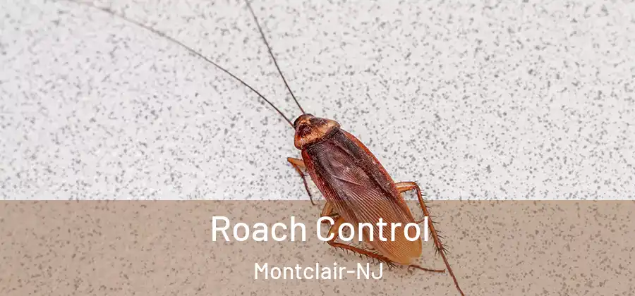 Roach Control Montclair-NJ