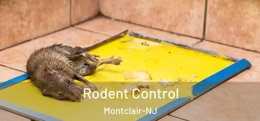Rodent Control Montclair-NJ