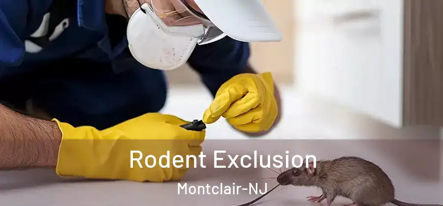 Rodent Exclusion Montclair-NJ