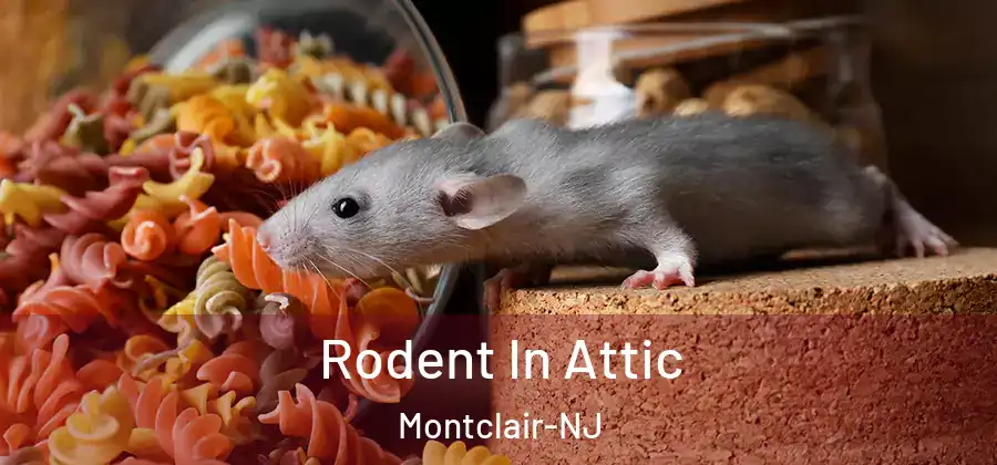 Rodent In Attic Montclair-NJ