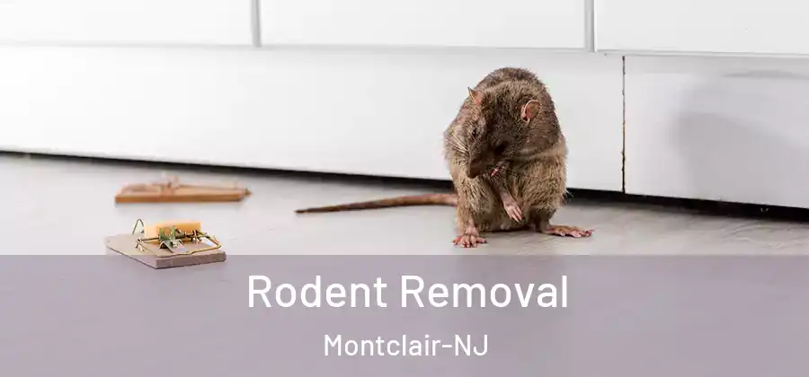 Rodent Removal Montclair-NJ