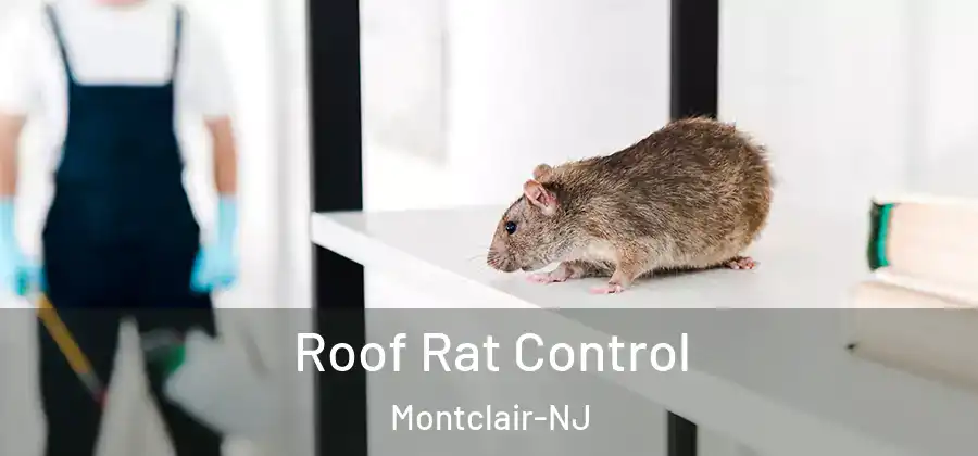  Roof Rat Control Montclair-NJ