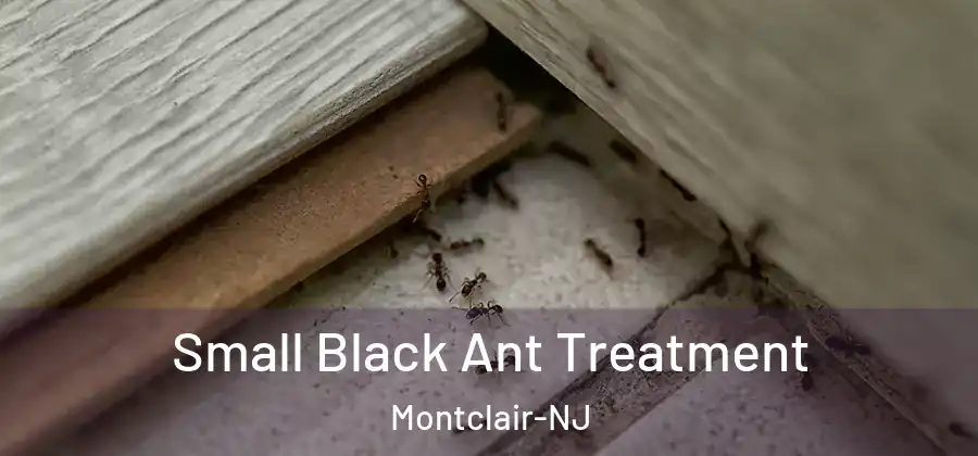  Small Black Ant Treatment Montclair-NJ