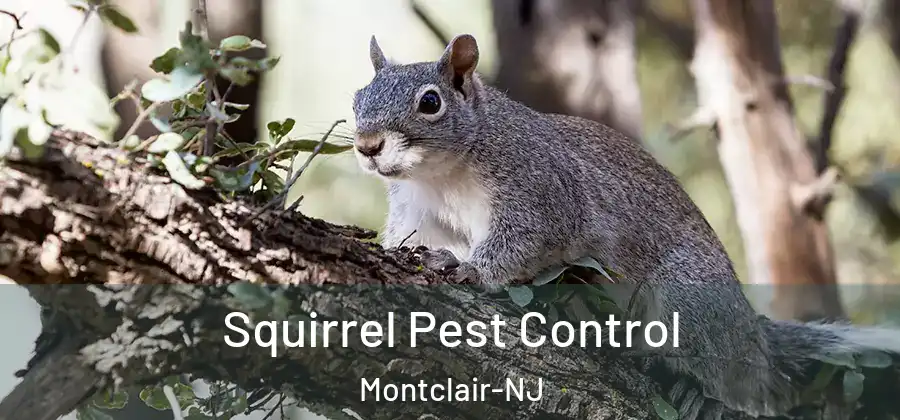 Squirrel Pest Control Montclair-NJ