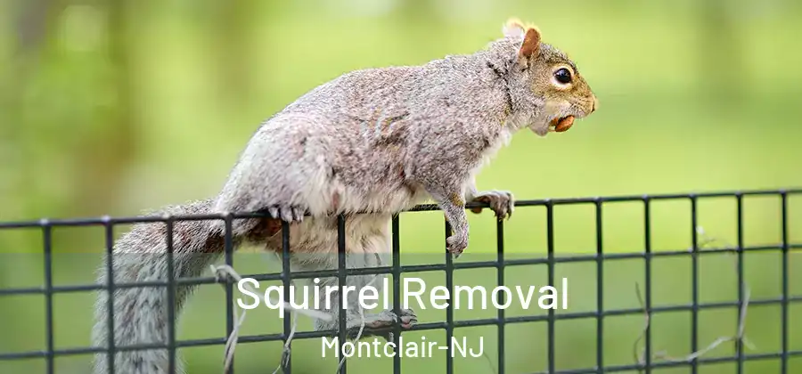 Squirrel Removal Montclair-NJ