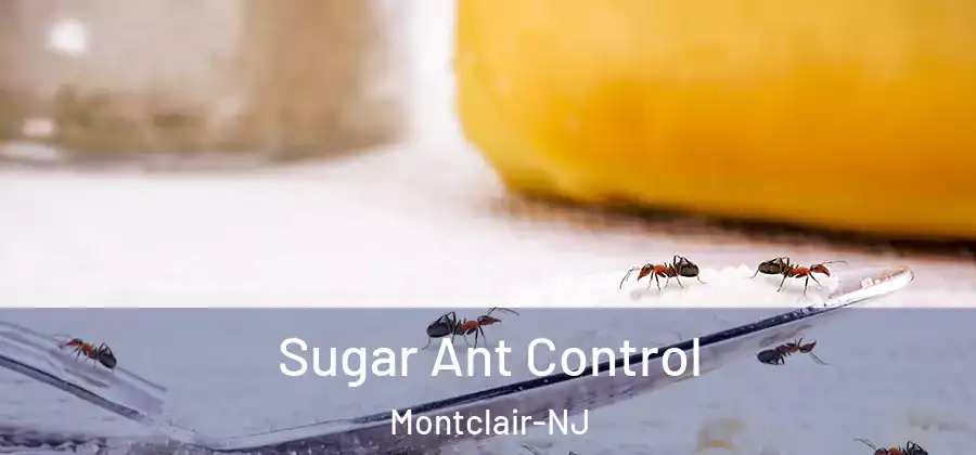 Sugar Ant Control Montclair-NJ