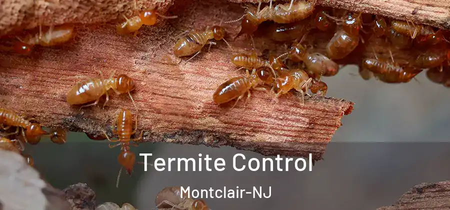 Termite Control Montclair-NJ