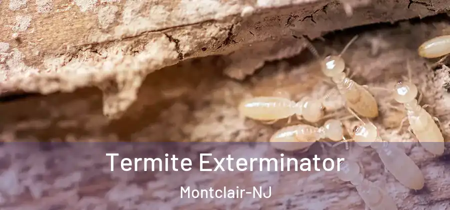 Termite Exterminator Montclair-NJ