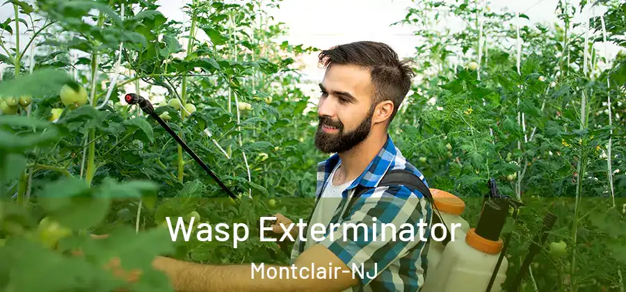 Wasp Exterminator Montclair-NJ